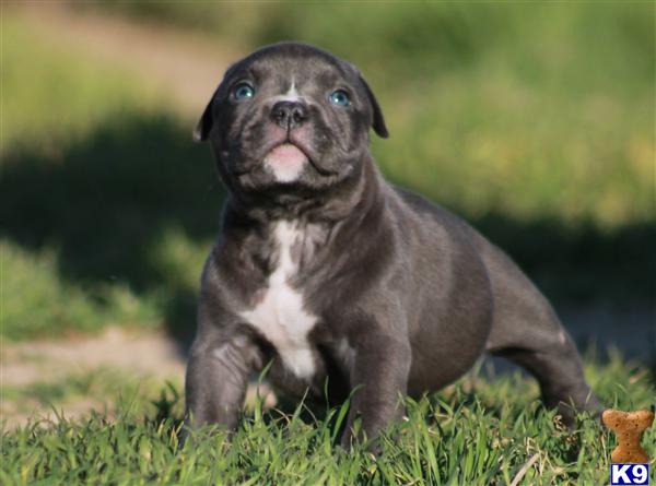 American Pit Bull Puppies